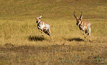 Pronghorn Antelope (Antilocapra americana)  Buck (right) chasing Doe (left) to guard her until she comes into estrous. Image taken in Custer State Park, South Dakota, USA