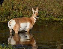 American Pronghorn Antelope (Antilocapra americana) Doe seeks refuge in a pond during the rut from anxious Buck, Custer State Park, South Dakota, USA