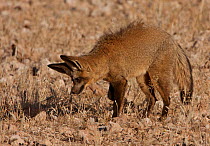 Bat-eared Fox (Otocyon megalotis) foraging / listening to the scratching sounds of an insects underground, Kgalagadi TB Park, South Africa