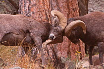 Bighorn Sheep (Ovis canadensis) rams butting in dominance behaviour, Big Thompson Canyon of Colorado, USA