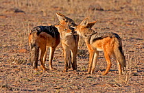 Three Black-backed Jackals (Canis mesomelas), meet and greet, Kgalagadi TB Park, South Africa