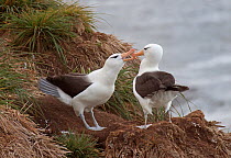 Black-browed Albatross (Thalassarche melanophrys) courting at nest site. Taken on Saunders Island, Falkland Islands, November