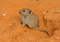 Brandt's Whistling Rat  (Parotomys brantsii) sitting an entrance to burrow, Kgalagadi TB Park of South Africa