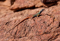 Broadley's flat Lizard (Platysaurus broadleyi) resting on rock, Augrabies National Park, South Africa.