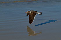 Brown-hooded Gull (Chroicocephalus maculipennis) flying low over water, with shadow and reflection. Saunders Island, Falkland Islands, December