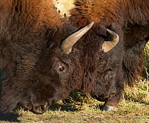 American Bison (Bison bison) close-up of two Bulls shoving and butting in dominance behaviour, Custer State Park of South Dakota, USA