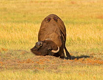 American Bison (Bison bison) cow scratching against a Prairie Dog mound, with two raw places on her back, this is indicative of a recent mating, where wounds were incurred from the bull mounting her....