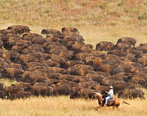 Cowboy working with herd of American Bison (Bison Bison) during the 2010 buffalo roundup in Custer State Park; South Dakota, September 2010