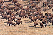 American Bison (Bison bison) herd being driven from their free range in Custer State Park, to holding pens during the annual Buffalo roundup.  The Park Service has learned not to run the herd but they...