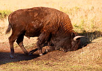 American Bison (Bison Bison) Bull digging up dirt to roll and wallow in soft ground. Custer State Park of South Dakota, USA