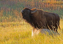 American Bison (Bison bison) bull scratching on a prairie rock, Custer State Park of South Dakota, USA