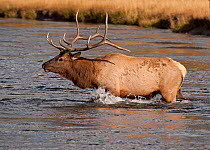 Elk (Cervus canadensis) bull crossing the Madison River of Yellowstone National Park, Wyoming, USA, October