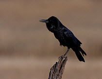Cape Crow (Corvus capensis) cackling, perched on stump, Kgalagadi TB Park of South Africa, May
