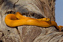 Cape Golden Cobra (Naja nivea) foraging for potential prey in the cracks and crevices of an Acacia tree, Kgalagadi TB Park of South Africa, May