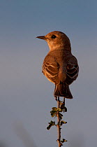Chat Flycatcher (Bradornis infuscatus) perched in the top of a Central Kalahari, Botswana bush, Southern Africa, May