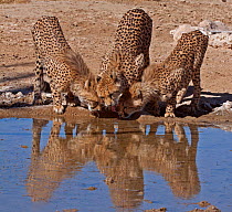 Cheetah family (Acinonyx jubatus) mother in the middle, with two cubs, drinking at waterhole at Kgalagadi TB Park,  South Africa