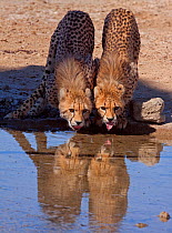 Cheetah (Acinonyx jubatus) juvenile siblings drinking in unison at a Kgalagadi TB Park waterhole, Kwousant, South Africa