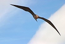 Christmas Island Frigatebird (Fregata andrewsi) in flight, against cloudy sky, Christmas Island, Indian Ocean, Australian external territory, December