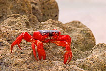 Christmas Island Red Land Crab (Gecarcoidea natalis) on coastal rocks, Christmas Island, Indian Ocean, Australia.