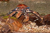 Robber /Coconut Crab (Birgus latro) stripping a coconut of the outer shell, constantly guarding its work from other crabs. Chirstmas Island in the Indian Ocean. This is the worlds largest living land...