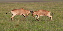 Coke's Hartebeest (Alcelaphus buselaphus cokii) males fighting, Ngorongoro Crater of Tanzania, East Africa