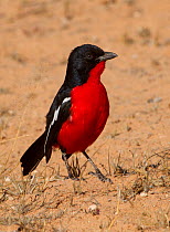 Crimson-breasted Gonolek (Laniarius atrococcineus) foraging for insects. Kgalagadi TB Park of South Africa, May