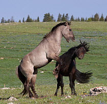 Wild Horses (Equus ferus caballus) dominance fight in high mountain meadow. Pryor Mountains of Montana, USA