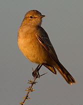 Familiar Chat (Cercomela familiaris) perched in branch, Kgalagadi TB Park of South Africa, May