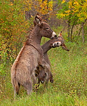 Wild donkeys / Burros (Equus africanus asinus) fighting, Custer State Park, South Dakota, USA, September