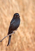 Fork-tailed / Common Drongo (Dicrurus adsimilis) perched on branch, Kgalagadi TB Park of South Africa, May