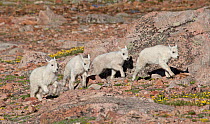 Four Rocky Mountain Goat (Oreamnos americanus)  kids trotting over rocky ground, Mount Evans west of Denver, Colorado, USA, July