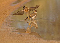 Pair of Gabar Goshawks (Melierax gabar) one bathing in rain water puddle, and the other taking off, Kgalagadi TB Park of South Africa, May