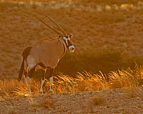 Gemsbok (Oryx gazella) backlit in the late evening. Kgalagadi TB Park of South Africa, May