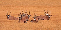 Gemsbok (Oryx gazella) herd in the Auob River bed that due to rains was full of Stick Grass, Kgalagadi TB Park of South Africa, May