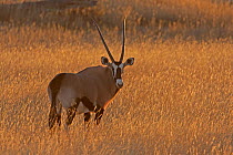Gemsbok (Oryx gazella) standing in golden stick grass early in the morning, Kgalagadi TB Park of South Africa, May