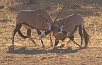 Two Gemsboks (Oryx gazella) fighting, Kgalagadi TB Park of South Africa, May