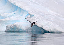 Gentoo Penguin (Pygoscelis papua) diving off iceberg and into waters of Pleneau Bay, Antarctica, November