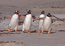 Four Gentoo Penguins (Pygoscelis papua) waddling down the beach towards their rookery on Sea Lion Island, Falkland Islands