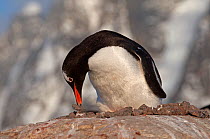 Gentoo Penguin (Pygoscelis papua) re-arranging rocks at its nest, Petermann Island, Antarctica, November
