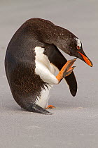 Gentoo Penguin (Pygoscelis papua) pausing to scratch after landing on a Sea Lion Island Beach, the Falkland Islands