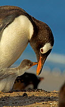 Gentoo Penguin (Pygoscelis papua) chick tapping on adults bill begging to be fed. Sea Lion Island, Falkland Islands, December