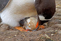 Gentoo Penguin (Pygoscelis papua) parent tending to hatching chick. Saunders Island in the Falkland Islands, November