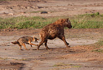 Golden Jackal (Canis aureus) female chasing a Spotted Hyena (Crocuta crocuta) away from her pups in a nearby den, Ngorongoro Crater, Tanzania