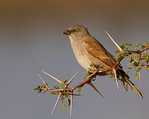 Gray-headed Sparrow (Passer griseus) perched in an Acacia bush, Kgalagadi TB Park of South Africa