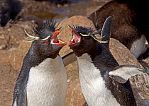Pair of Rockhopper Penguins (Eudyptes chrysocome) braying in unison in courtship display, at their nesting site. Saunders Island in the Falkland Islands.
