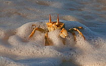 Horn-eyed Ghost Crab (Ocypode ceratophthalma) in the edge of the surf on a Cocos-Keeling Island beach, Australian external territory in the Indian Ocean.