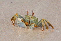 Horn-eyed Ghost Crab (Ocypode ceratopthalma)  on a Cocos-Keeling Island beach, Australian external territory in the Indian Ocean.