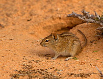 Kalahari Four-striped Mouse (Rhabdomys pumilio) outside one of its burrow entrances, Kgalagadi TB Park of South Africa, May