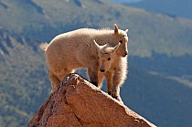 Two Rocky Mountain Goat kids (Oreamnos americanus) playing on edge of cliff, Mount Evans west of Denver, Colorado, USA