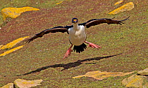 King Cormorant (Phalacrocorax albiventer) landing on grass, Saunders Island, Falkland Islands, December